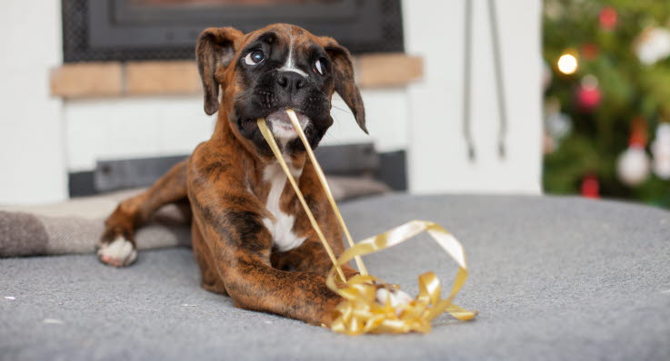 min hund trækker vejret meget hurtigt min hund trækker vejret meget hurtigt