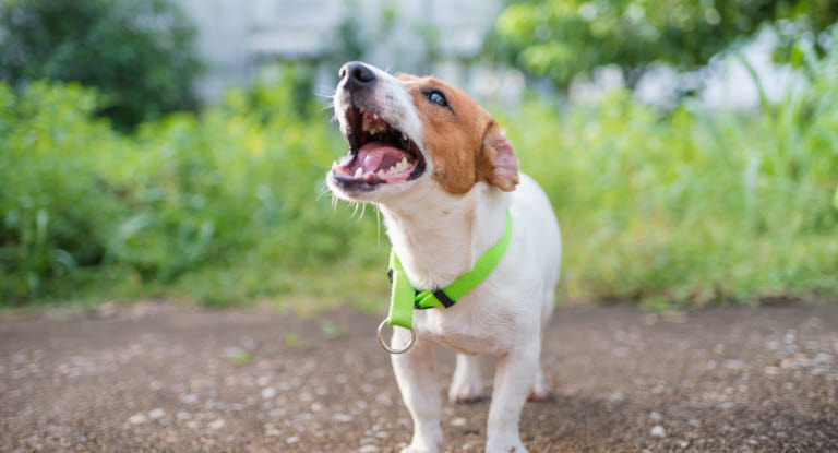 Lær hunden stoppe med at gø - Få tips og tricks her - Agria Dyreforsikring