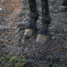 Hestehove på en mudret fold