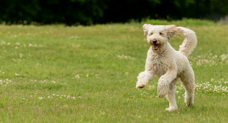 labradoodle løber over en græsplæne
