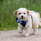 Agria Hundegåtur
