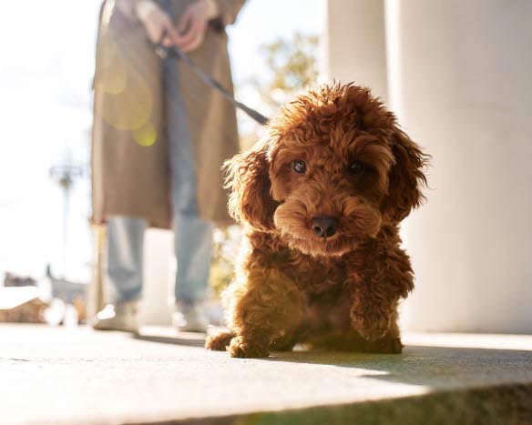 Ejer kommer ind ad døren med en pudel.
