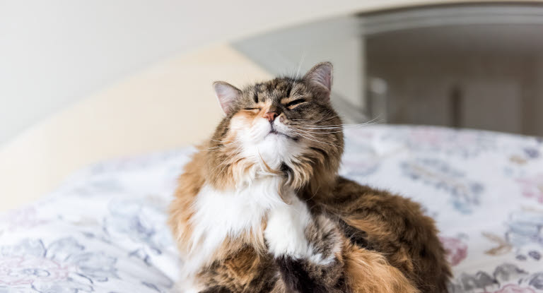 Kløe kan være et symptom på allergi hos katte