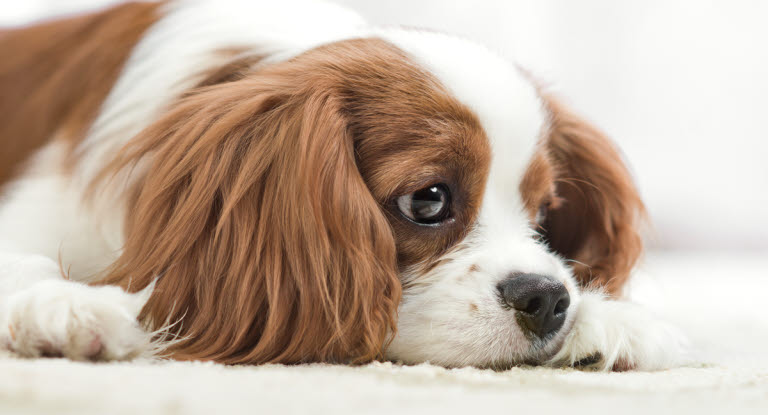  En hund med nedsat almentilstand kan for eksempel være træt.