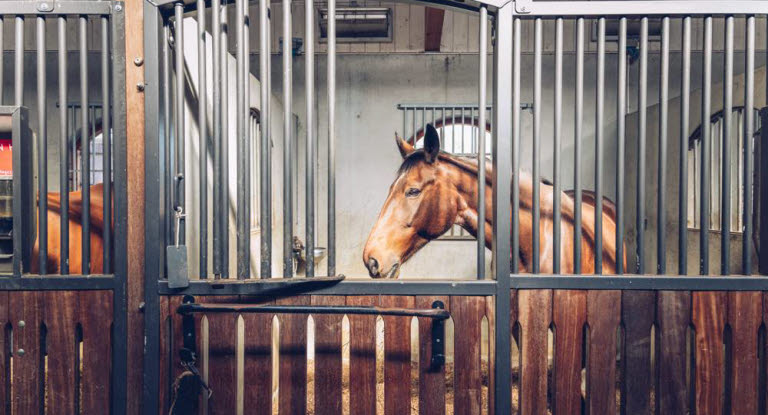 Hest står i boks og kigger