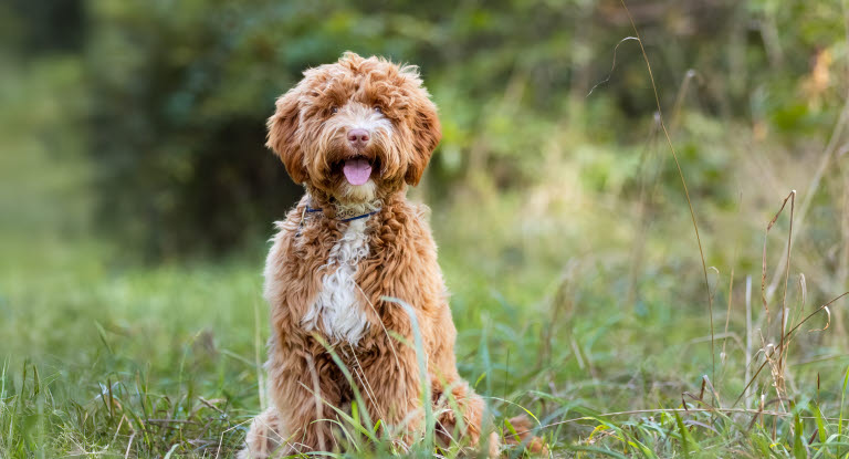 Australsk labradoodle sidder udenfor