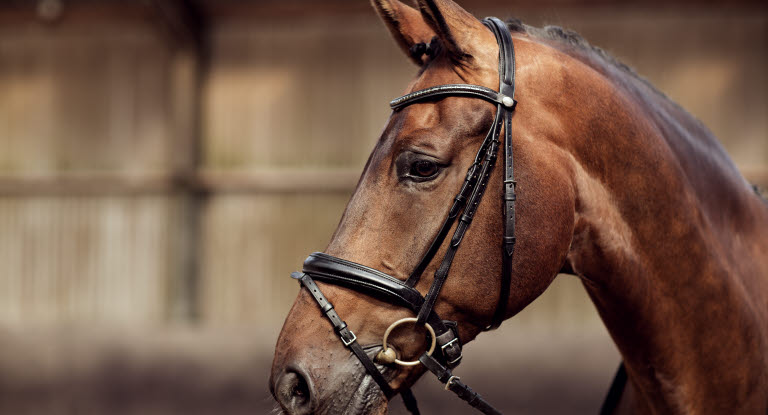 En hest i en ridehal