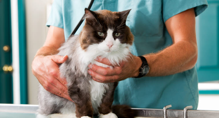 Sygeforsikring til katte bliver mere og almindeligt - Agria Dyreforsikring