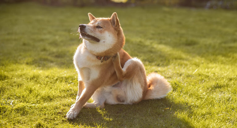 At hunden klør sig usædvanligt meget, kan være et tegn på kløe.