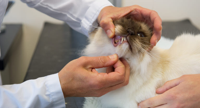 Surichinmoi Sjældent Kent Dårlig ånde – et almindeligt katteproblem - Agria Dyreforsikring