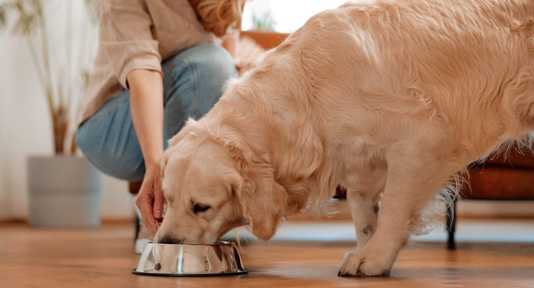 En hund med mild tarminflammation kan have brug for skånekost for at komme sig.