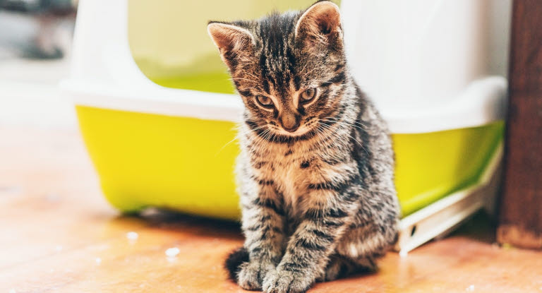 Urenlighed hos katte - Her får du gode råd at løse problemet - Agria Dyreforsikring