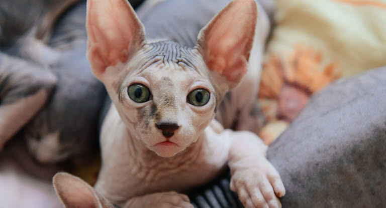 Sphynx kigger ind i kameraet