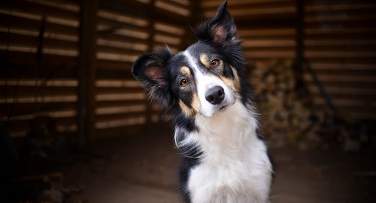 Hund tilter hoved til siden når der snakkes til den