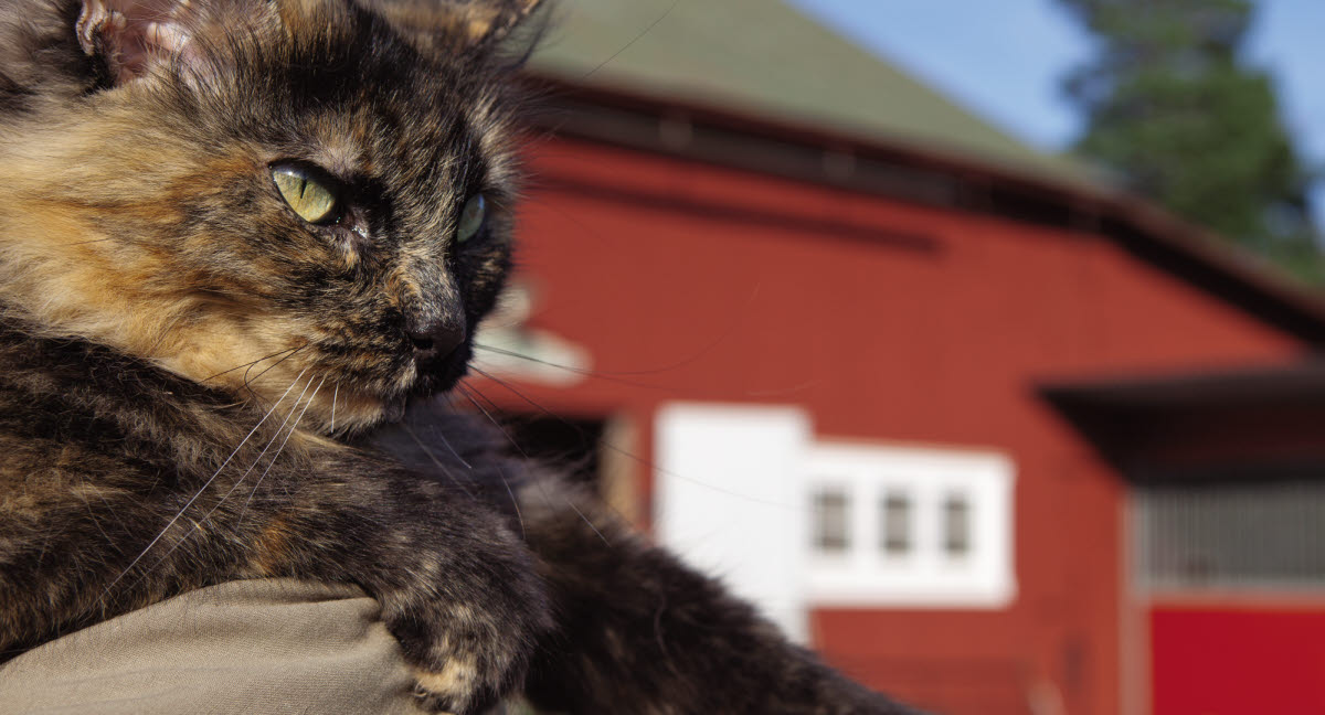 af katte - Se de 3 mest almindelige spørgsmål - Agria