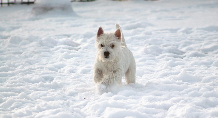 West highland white terrier i sne
