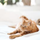 Orange kat strækker sig