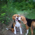 Jack russel terrier kommer løbende