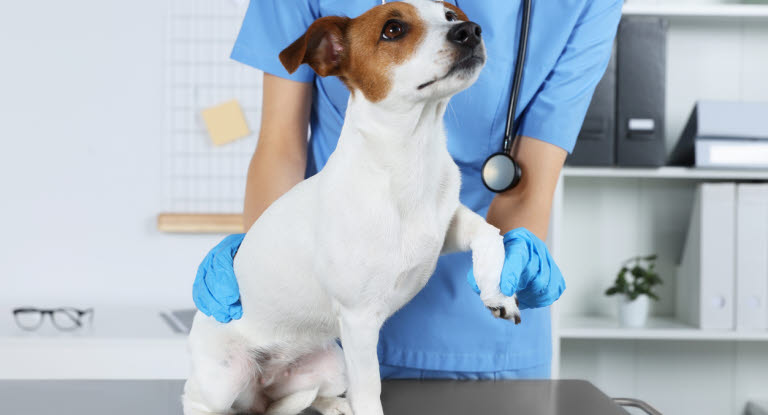 Undersøgelse af halt hund