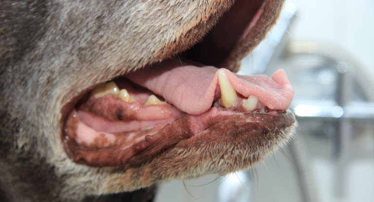 kvarter tro på Temerity Sådan børster du hundens tænder - Agria Dyreforsikring