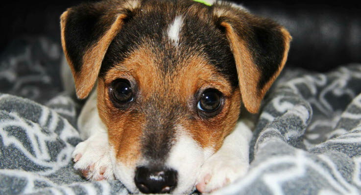 min hund kaster op om natten min hund kaster op om natten