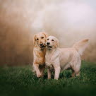 Tæver kommer i løbetid, og der skal de ikke være sammen med hanhunde