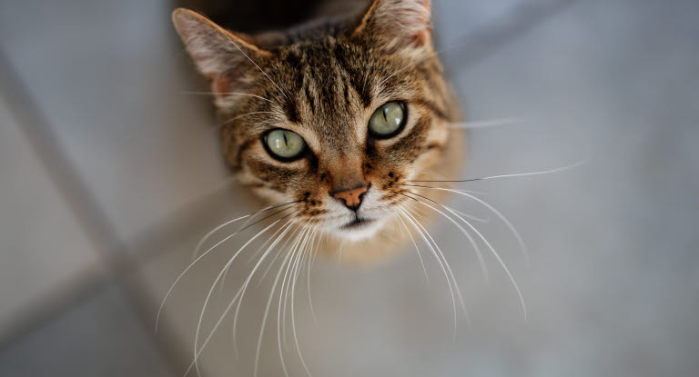 Kat sidder på gulvet og kigger op i kameraet