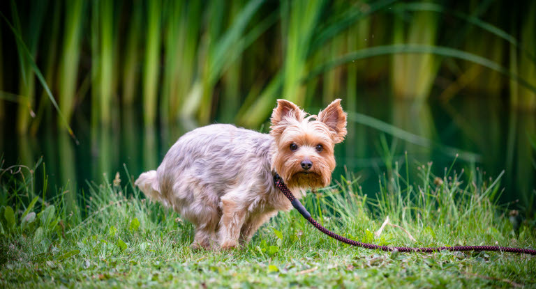 En hund, der har problemer med at besørge, kan vise flere forskellige symptomer.