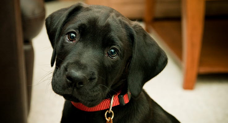 hunde der kan være alene hjemme hunde der kan være alene hjemme