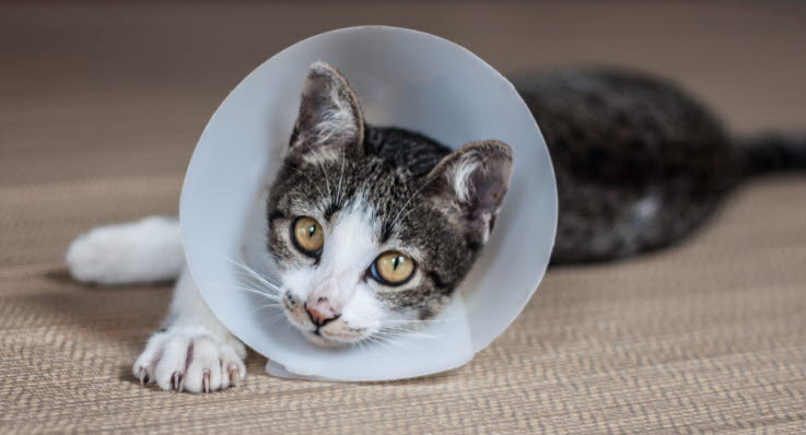 smertestillende til kat smertestillende til kat