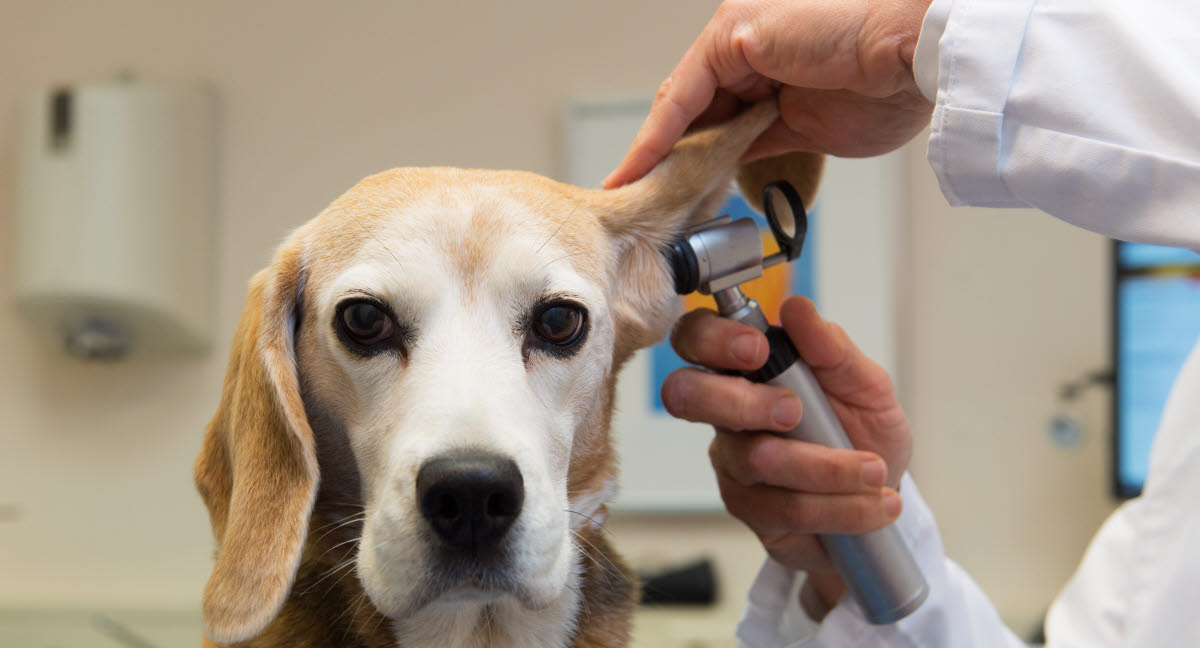 Jeg tror, ​​jeg er syg Array af Ræv Når hunden får allergi - Dette bør du vide - Agria Dyreforsikring