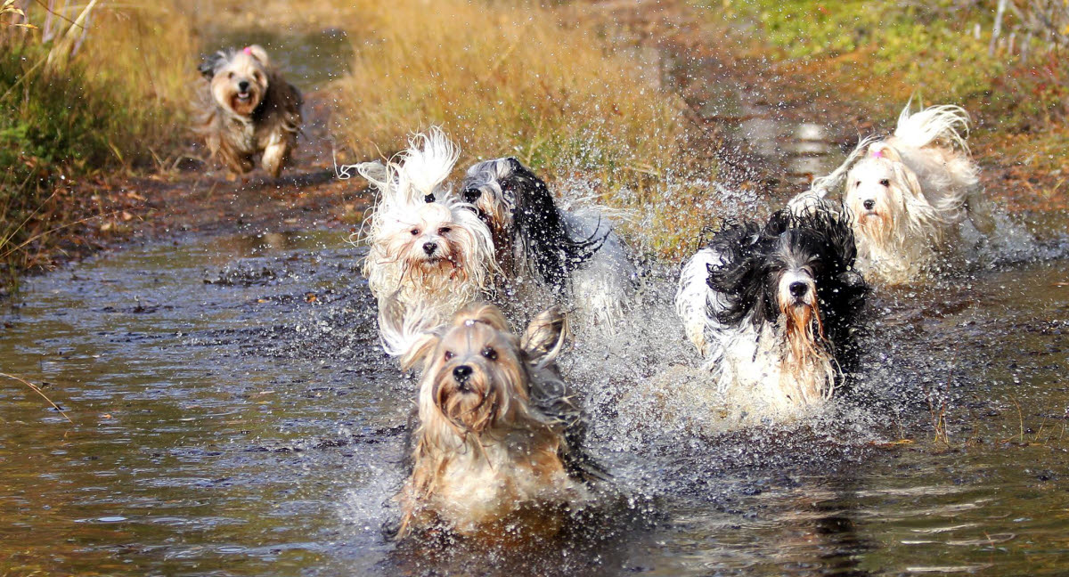 otte Sanselig regn De 5 mest almindelige diagnoser hos hund - Agria Dyreforsikring