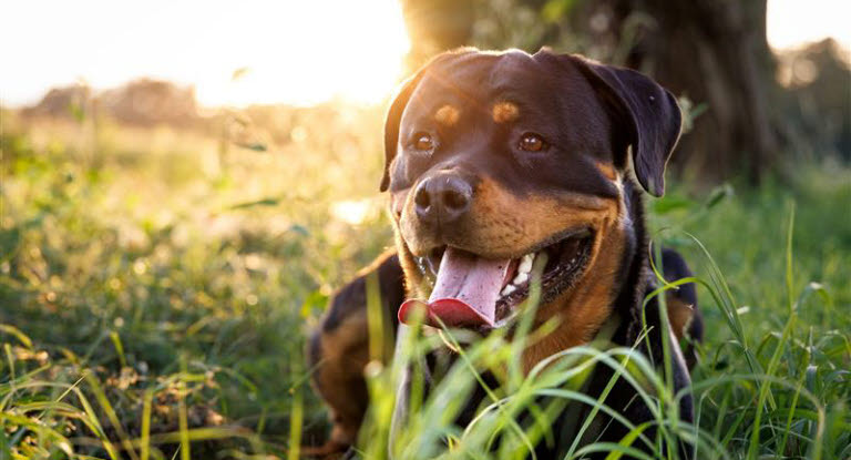 Rottweiler ligger i græsset