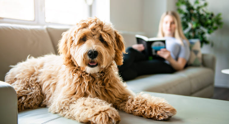 golden doodle ligger i sofa