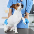 Undersøgelse af halt hund