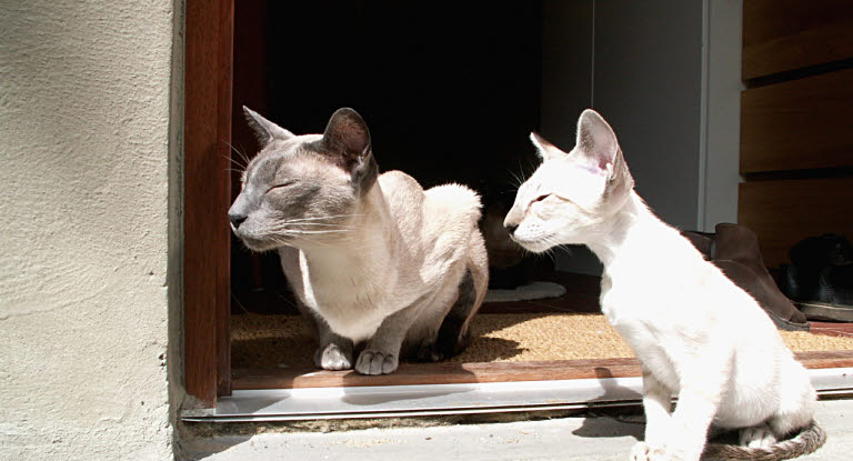 Accor Fremhævet Velkommen Fiv og FeLV – alvorlige kattesygdomme - Agria Dyreforsikring