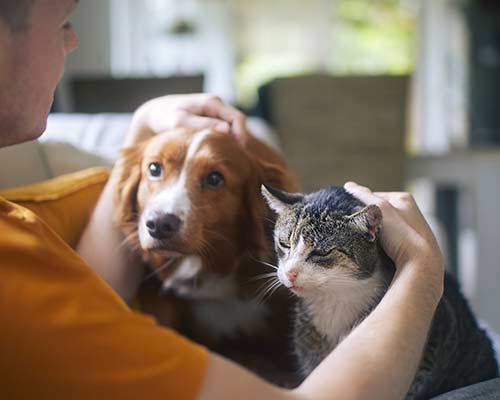 En mand aer sin hund og ældre kat
