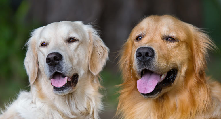 Fransk hjerteorm - en farlig parasit for din hund - læs om den Agria Dyreforsikring