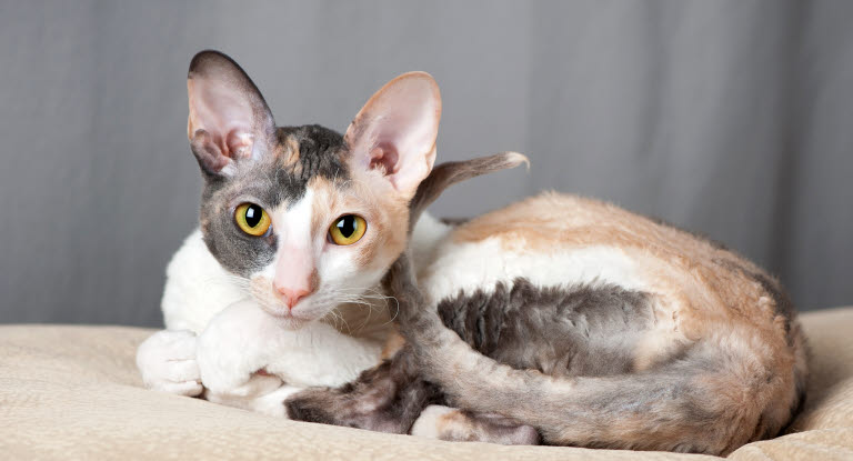 En cornish rex ligger på en pude indenfor