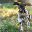 Undersøg hunden for flåter efter gåturen