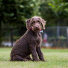 En labradoodle med hair pels sidder udenfor