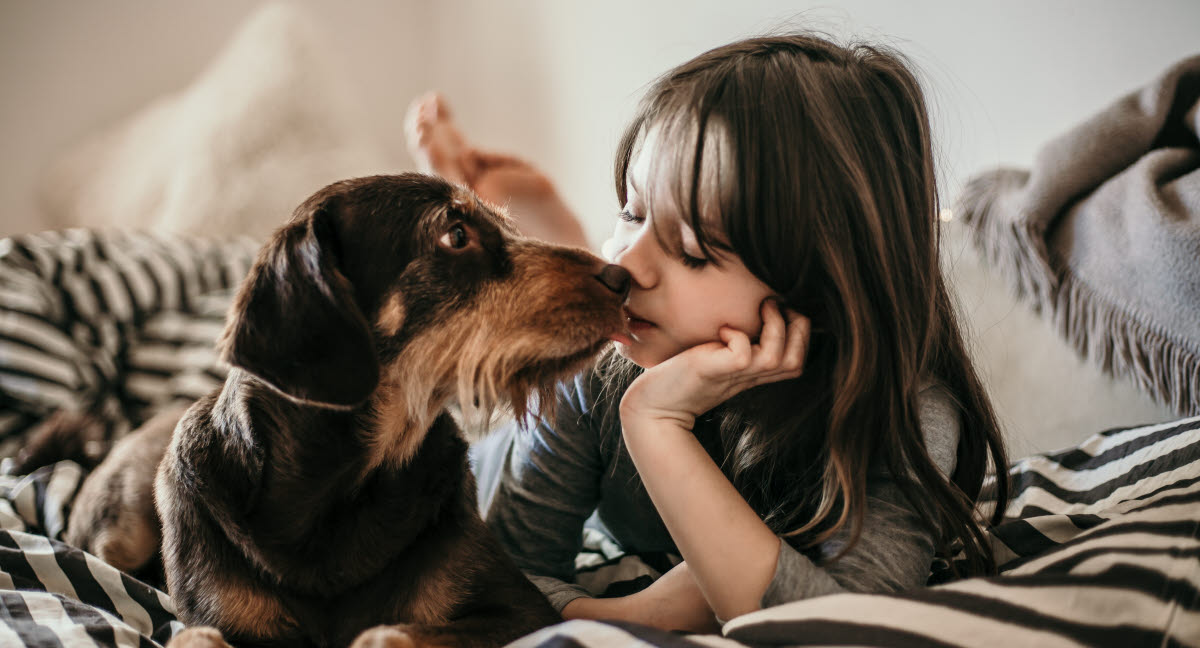 Millioner af forskningskroner til sundere hunde og katte - Dyreforsikring