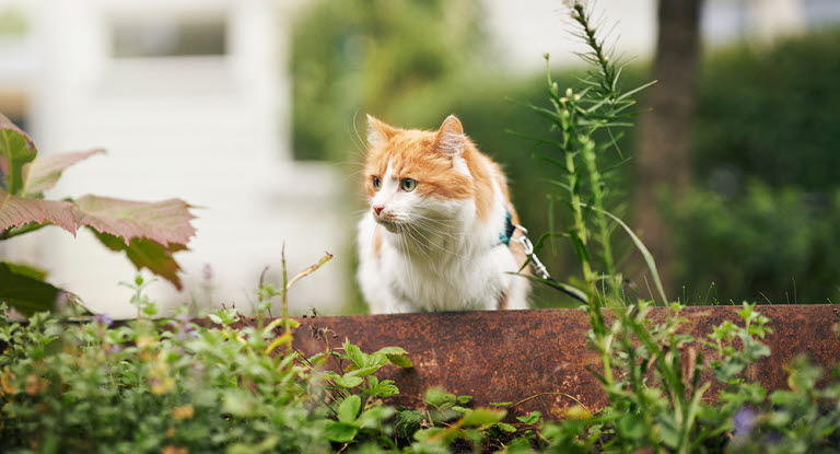 Kat er alene udenfor