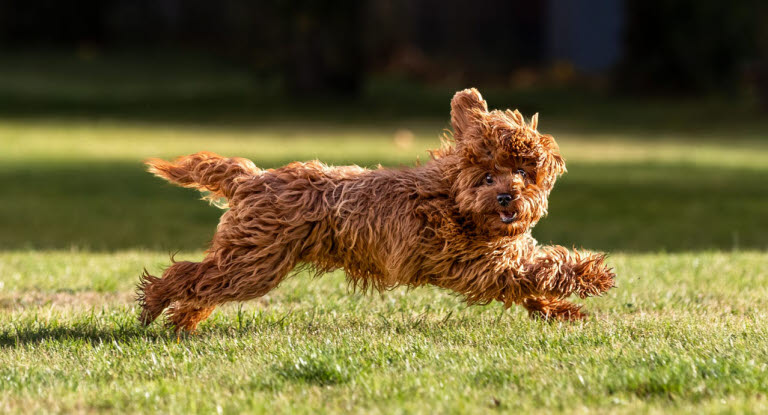 Maltipoo pels tæt på