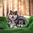 Finske lapphunde ligger i en skov