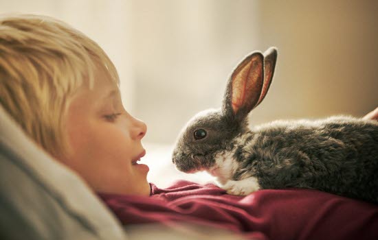 Dreng ligger med kanin.