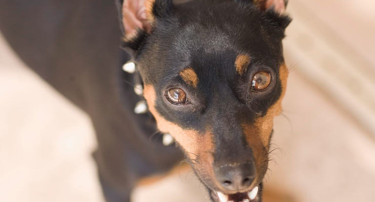 Hunde som gør vogter - kan du få løst problemet Agria Dyreforsikring