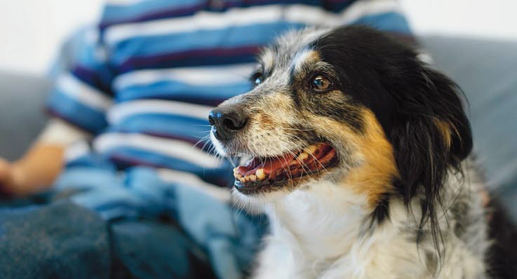 min hund har dårlig mave min hund har dårlig mave