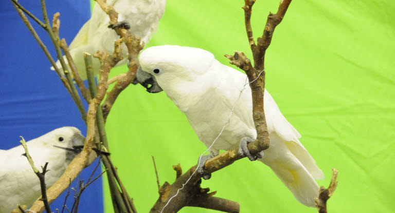 Energize Vejfremstillingsproces sy Sygdomme hos papegøjefugle - Agria Dyreforsikring