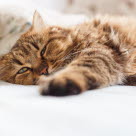 En kat der kommer sig efter et epileptisk anfald